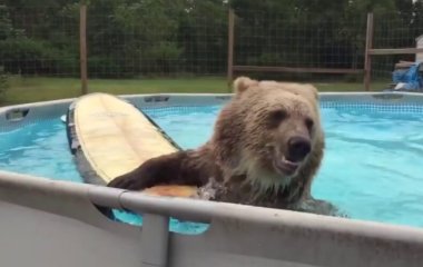 Сети  покорил медведь, решивший освежиться в бассейне
