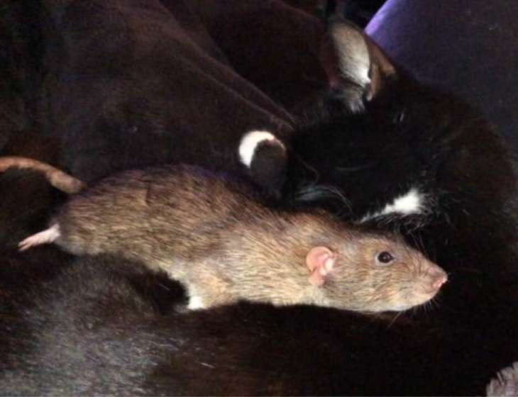 Сети покорила кошка, подружившаяся с крысой (ВИДЕО)
