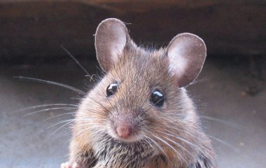 Мережа насмішила жадібна миша, що застрягла в годівниці (ВІДЕО)