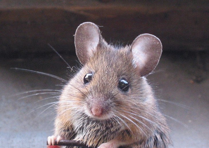 Сеть насмешила жадная мышь, застрявшая в кормушке (ВИДЕО)