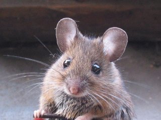 Мережа насмішила жадібна миша, що застрягла в годівниці (ВІДЕО)