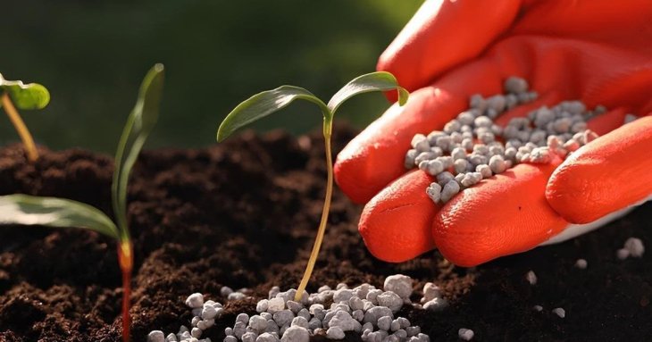 Чим підживити город навесні: що краще — аміачна селітра чи сульфат магнію