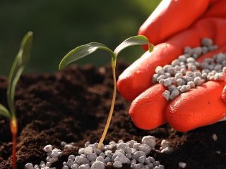 Чим підживити город навесні: що краще — аміачна селітра чи сульфат магнію
