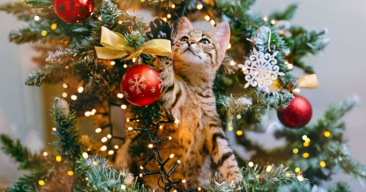 Не така вже й екологічна: яка різдвяна ялинка шкодить планеті більше