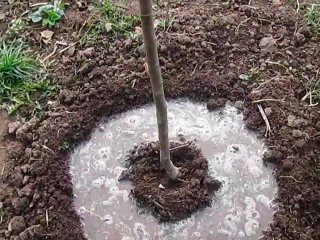 Чим підживити яблуні восени