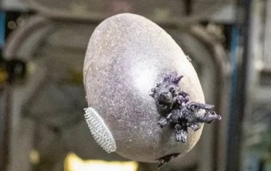 Жахливий об’єкт зі щупальцями: фото астронавта NASA налякало Мережу