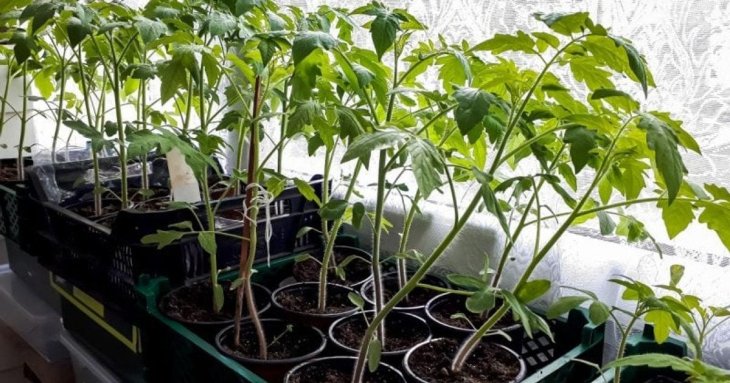 Витягнулась розсада помідорів: що зробити, щоб вона була товстою