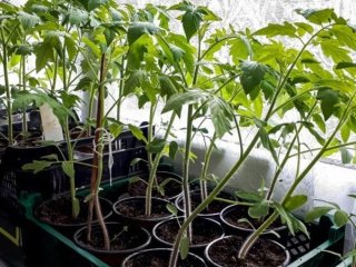 Витягнулась розсада помідорів: що зробити, щоб вона була товстою