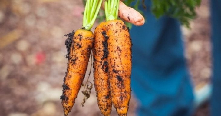 Посів моркви з крохмалем: що зробити, щоб потім її не проривати