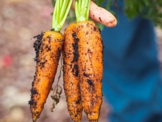 Посів моркви з крохмалем: що зробити, щоб потім її не проривати