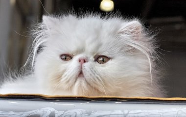 Сети насмешила кот, который решил высидеть яйца вместо курицы (ФОТО)