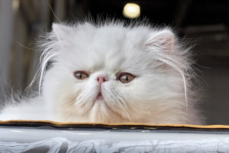 Сети насмешила кот, который решил высидеть яйца вместо курицы (ФОТО)