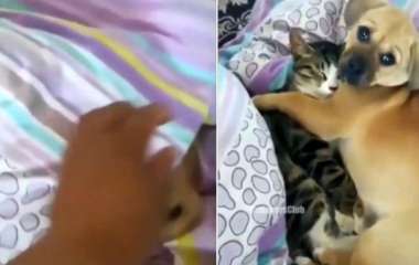 Сети умилил котик, спящий под одеялом в обнимку с щенком (ВИДЕО)