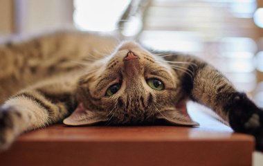 Як відучити кота лазити на стіл: поради ветеринарів
