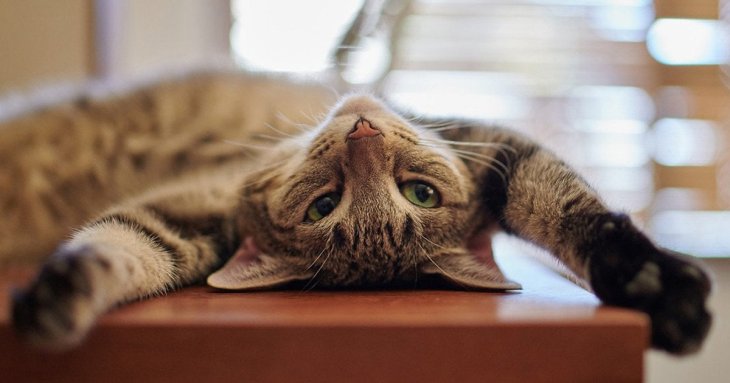 Як відучити кота лазити на стіл: поради ветеринарів