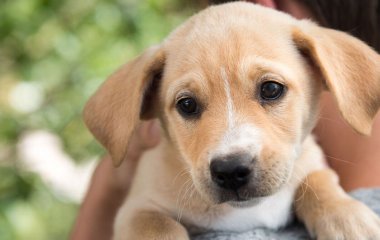 Сеть насмешил щенок, рассердившийся на свою маму (ВИДЕО)