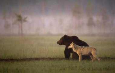 Уникальные кадры: волк, лев и медведь решили вместе поиграть (ВИДЕО)