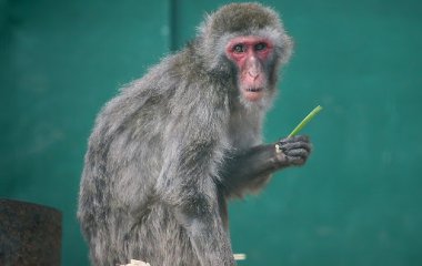 Мережі в захваті від мавпочки, що миє посуд (ВІДЕО)