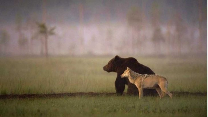 Уникальные кадры: волк, лев и медведь решили вместе поиграть (ВИДЕО)