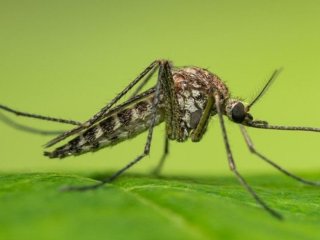 Як захиститись від комарів: народні засоби які можна зробити вдома