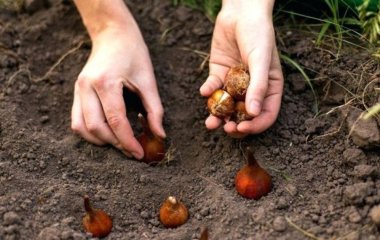 Як правильно та коли садити тюльпани восени для весняного цвітіння