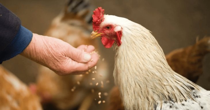 Чим не можна годувати курей: список продуктів які загрожують діареєю і навіть смертю птиці