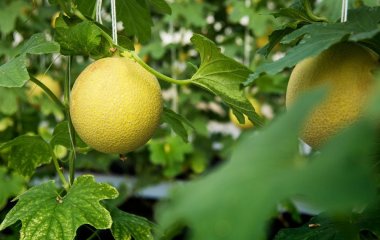 Названо найкращі та найсолодші сорти дині: підходять для вирощування в усіх регіонах