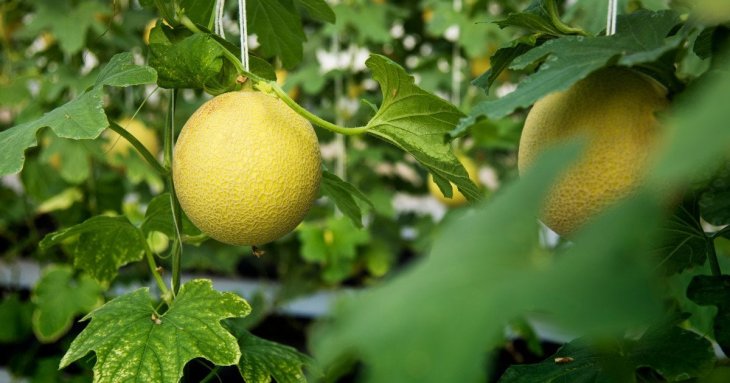 Названо найкращі та найсолодші сорти дині: підходять для вирощування в усіх регіонах