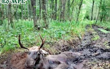 На Рівненщині люди збирали гриби, а натрапили на лося, що застряг у болоті: як його рятували