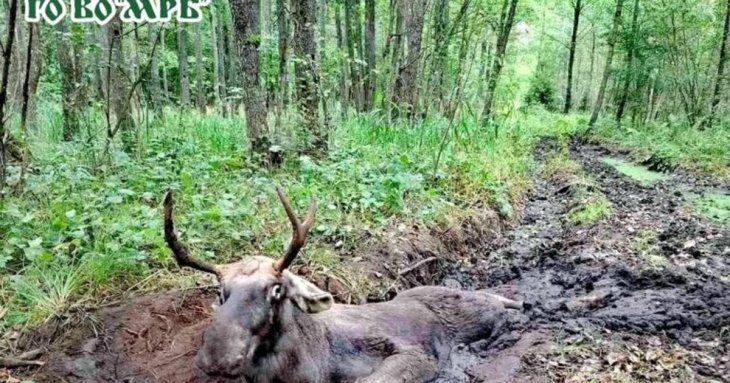 На Рівненщині люди збирали гриби, а натрапили на лося, що застряг у болоті: як його рятували