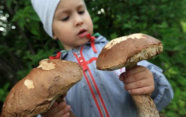 Дієтолог попередив про небезпеку грибів для деяких людей
