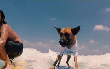 Израильский пес-серфингист прославился на весь мир (ВИДЕО)