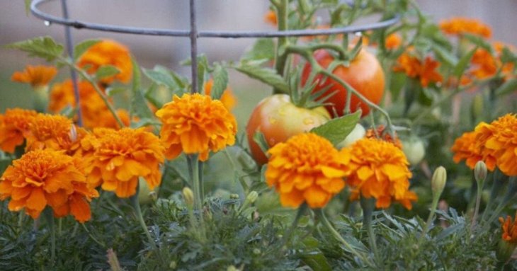 Чому не варто бездумно садити чорнобривці в саду та на городі