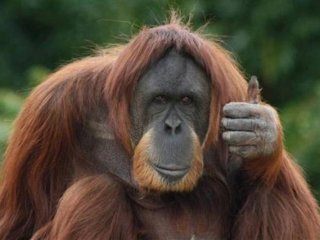 Орангутанг придумав, як зробити своє життя комфортнішим (ВІДЕО)