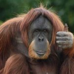 Орангутанг придумал, как сделать свою жизнь более комфортной (ВИДЕО)