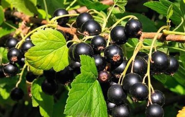 Літня ягода, яка бореться з раком, герпесом, уповільнює старіння, зміцнює зуби й кістки: її потрібно їсти щодня