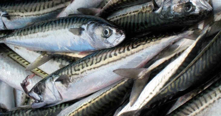 Для міцних кісток і здорових м’язів: 7 продуктів, у яких найбільше магнію