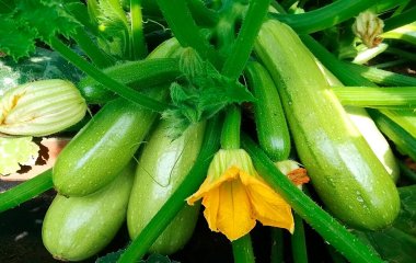 Сплошная польза: 8 причин есть цуккини