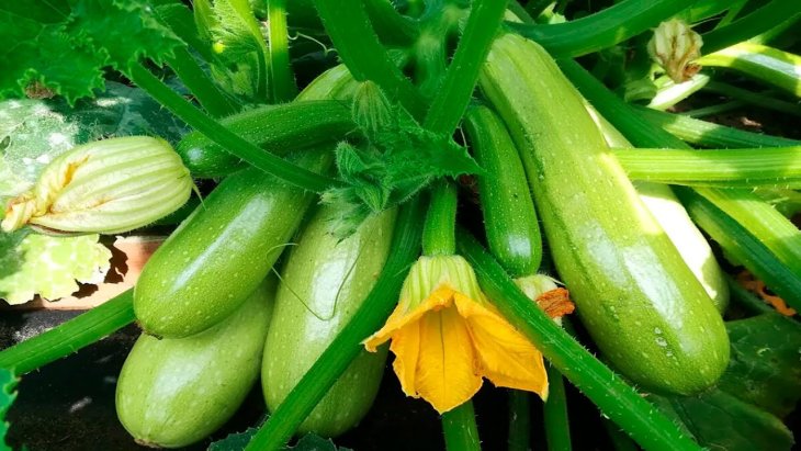 Сплошная польза: 8 причин есть цуккини