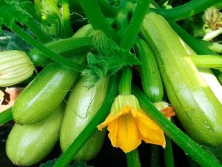 Сплошная польза: 8 причин есть цуккини