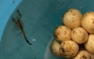 Скорпион, затаившийся среди фруктов, ужалил женщину