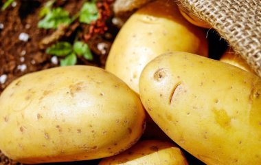Розміром з кулак: як виростити велику картоплю навіть на неродючій землі