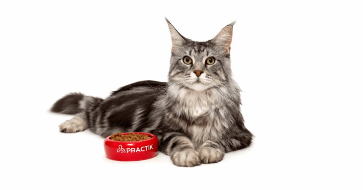 Сезон кліщів: захист та імунітет вашого улюбленця навесні Новини компаній