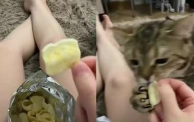 Кот позаботился о хозяйке, отобрав у нее чипсы (ВИДЕО)