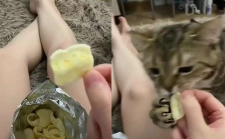 Кот позаботился о хозяйке, отобрав у нее чипсы (ВИДЕО)