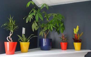 Красивые комнатные растения, которые предпочитают тень