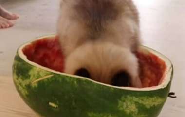 Кошка удобно устроилась прямо в половинке арбуза (ВИДЕО)