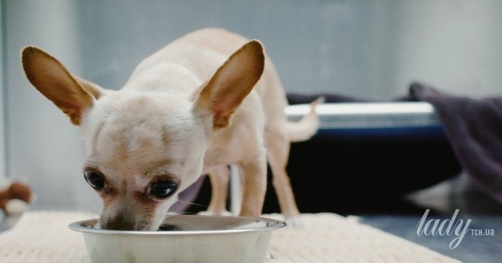 Які фрукти можна давати собаці: ветеринар назвав 5 безпечних варіантів