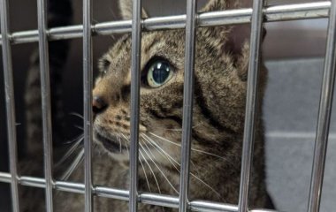 Бідолашного кота знайшли покинутим разом зі щемливим листом: що там було написано (фото)