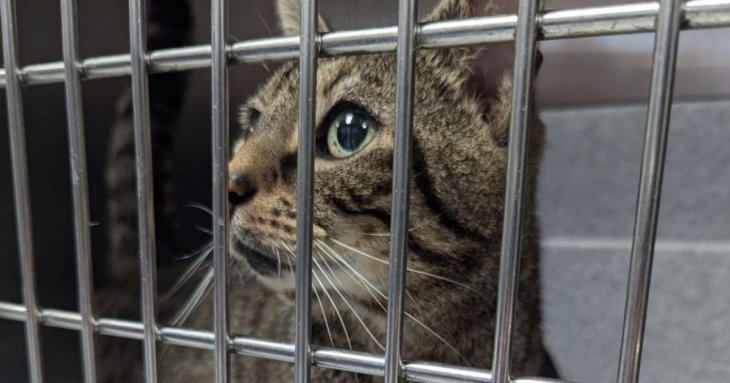 Бідолашного кота знайшли покинутим разом зі щемливим листом: що там було написано (фото)